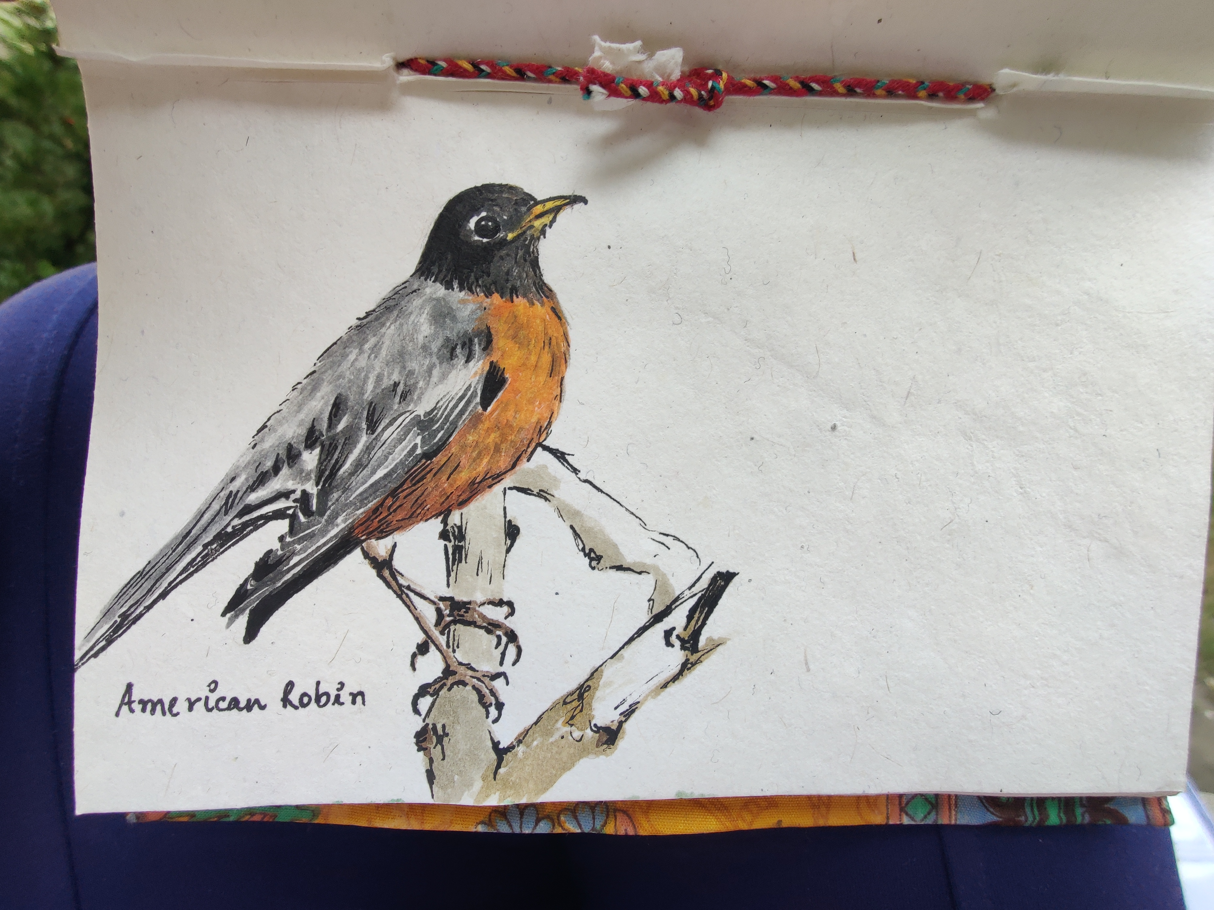 Watercolor field sketch of an American Robin perched on a branch, labeled in handwriting